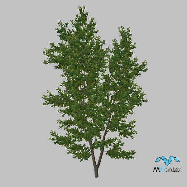tree-maple-001
