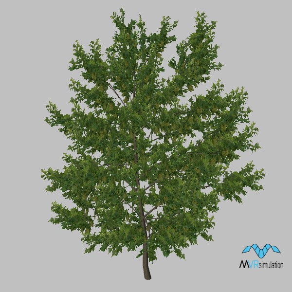 tree-maple-002