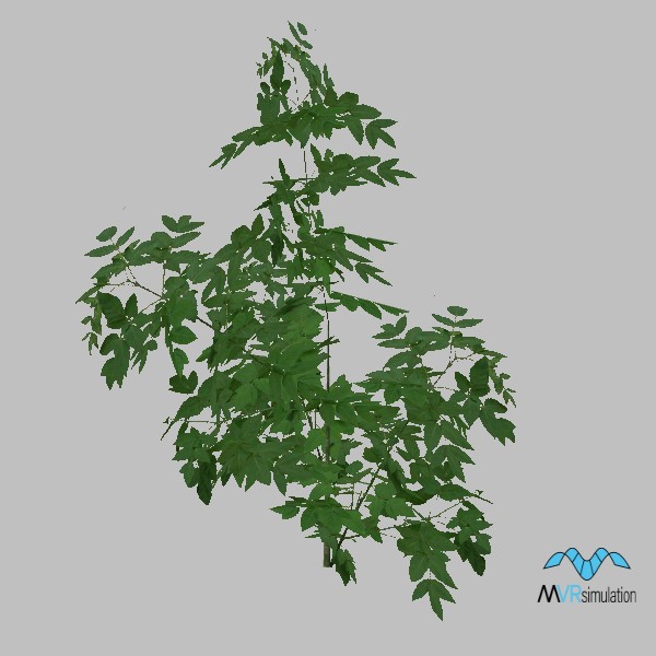 tree-maple-003