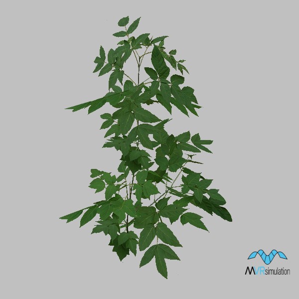 tree-maple-004