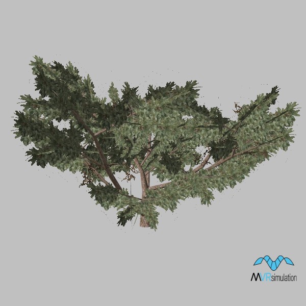 tree-mesquite-001