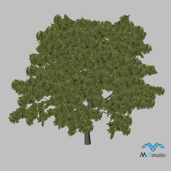 tree-oak-001