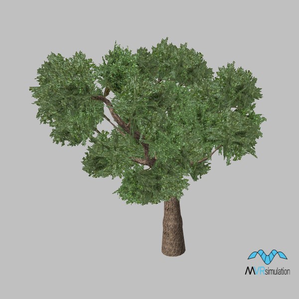 tree-olive-002