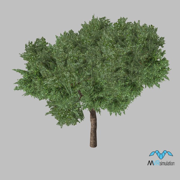 tree-olive-003