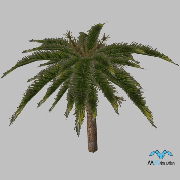 tree-palm-001