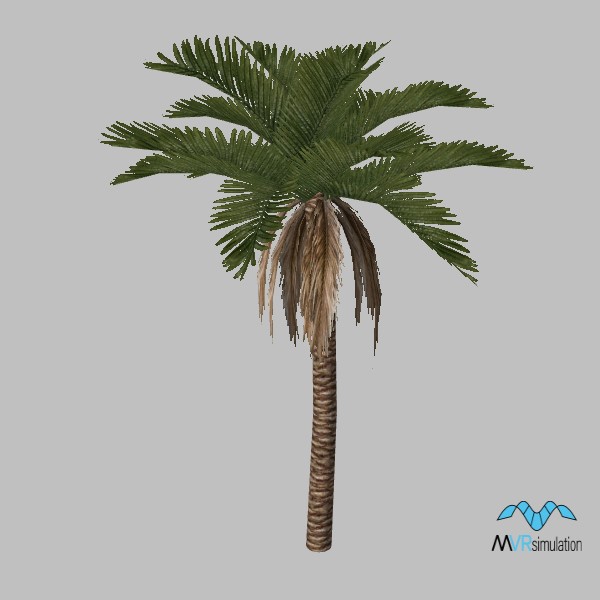 tree-palm-002