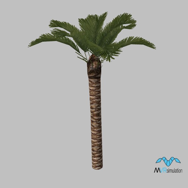tree-palm-004