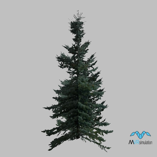 tree-pine-003