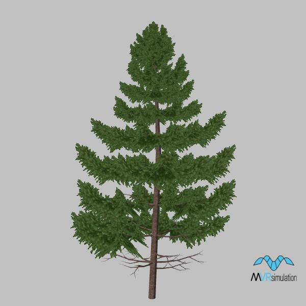 tree-pine-006