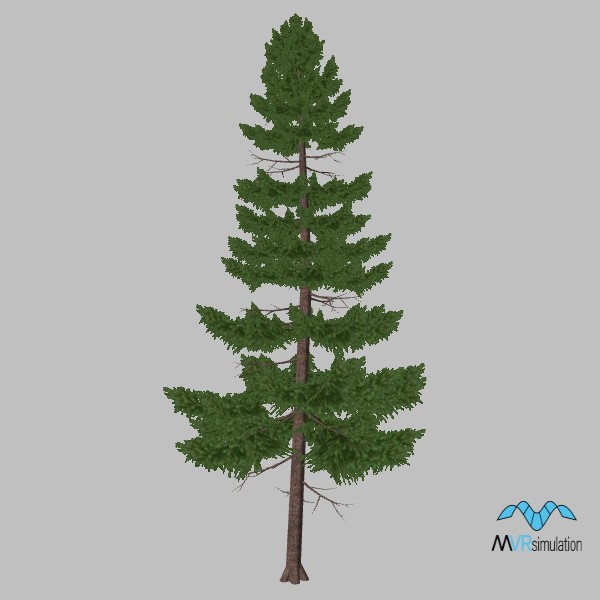 tree-pine-007