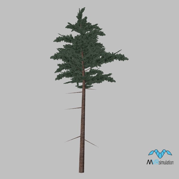 tree-pine-011
