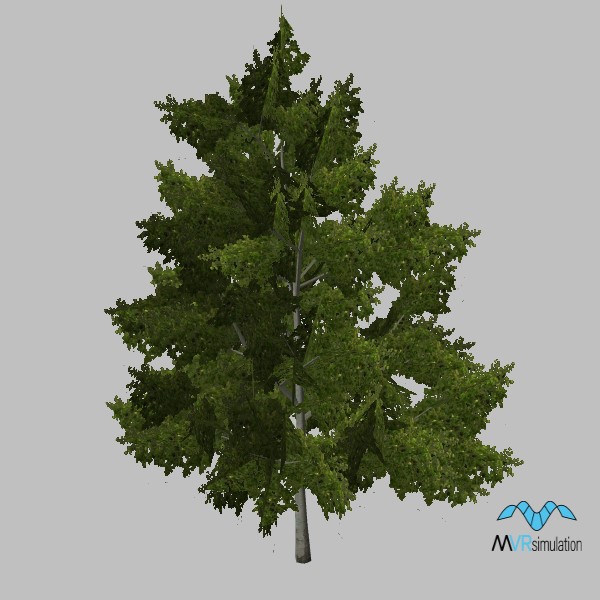 tree-poplar-002