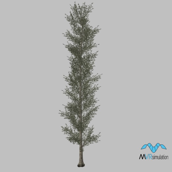 tree-poplar-005