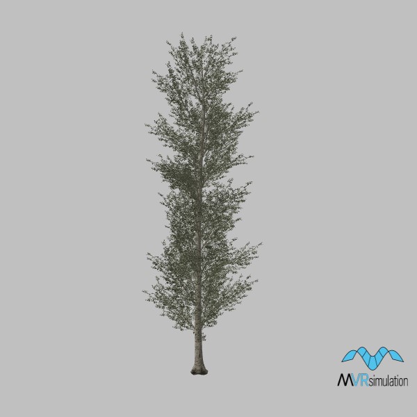 tree-poplar-006