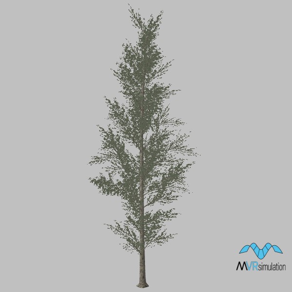 tree-poplar-011