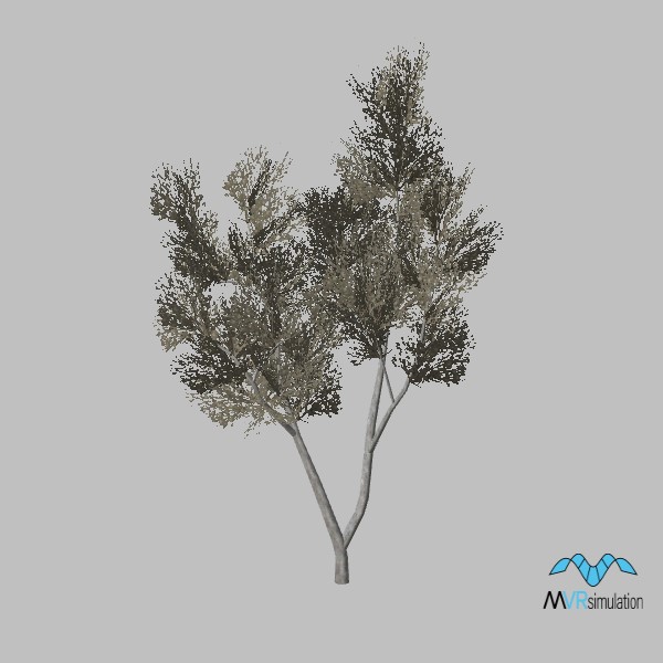 tree-smoketree-001